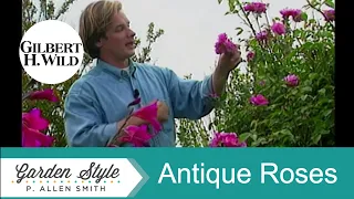 Antique Garden Rose Varieties | Garden Style (102)