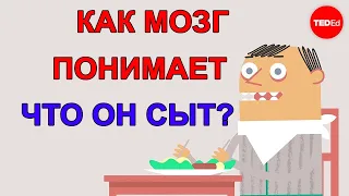 КАК МОЗГ ПОНИМАЕТ, ЧТО ОРГАНИЗМ СЫТ? / TED ED НА РУССКОМ