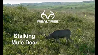 The Chronicles Teaser | Nebraska Mule Deer