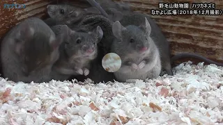 元気に動きます♡ハツカネズミ　野毛山動物園／神奈川新聞（カナロコ）