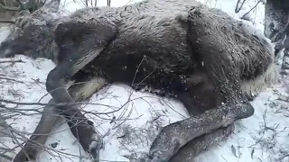 Спасение оленя, провалившегося под лед в холодную воду