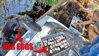 Aggressive Alligator Attacks Our Boat For Stealing Her Eggs! (Never Try This)