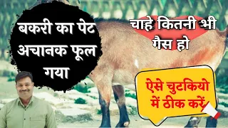 बकरी के पेट में गैस का इलाज Goat Tympany / Bakri ke pet mein gas ban jaaye to kya karen