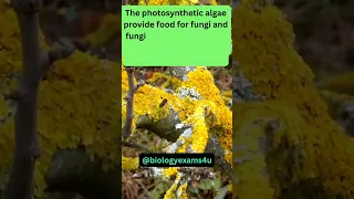What is Lichen? Meet the Most Successful Relationship in Nature | Plant Science@biologyexams4u