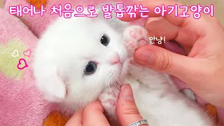 아기고양이 발톱깎다 죽을뻔..심쿵사   | 고양이산책