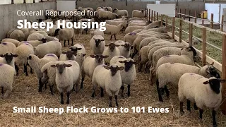 Sheep Housing for Expanding Flock Size
