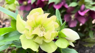 Zen Garden Therapy: Soothing Bee Harmony amidst Blooming Flowers