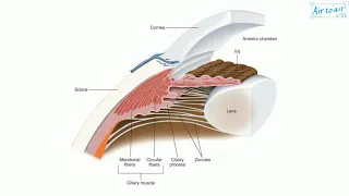 ciliary body