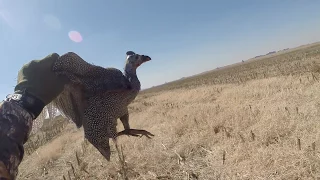 Shooting birds in SOUTH AFRICA صيد الطيور في جمهورية جنوب افريقيا