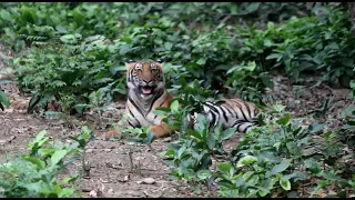 Tiger resting in the Jungle of Corbett national park Garjiya zone Royal bengal tiger