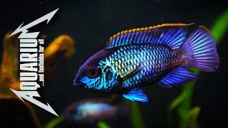 Наннакара голубой электрик — рыба твоей мечты!