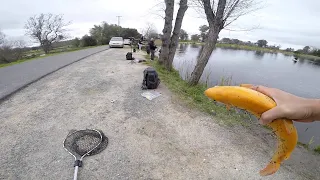 Lake Comanche rainbow & lightning trout fishing plant day. WIDE OPEN BITE!