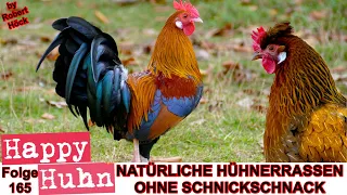E165 Natürliche Hühnerrassen mit unkomplizierten Pflegeansprüchen - HAPPY HUHN - Rassewahl Hühner