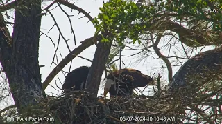 Papa arrives 10:03:11 am with fish.   Papa departs at 10:03:36.   Feeding (eaglet gets whole fish)