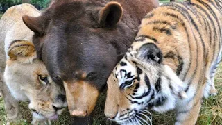 Nach 15 Jahren Freundschaft haben sich Tiger und Bär von ihrem Löwenbruder verabschiedet