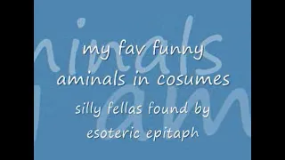 my fav aminals in cosumes (Windows Movie Maker meme Halloween Special)