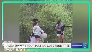 Video shows group pulling bear cubs from trees in North Carolina