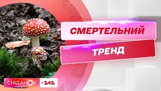 Смертельний тренд: чим загрожує “бізнес” на мухоморах