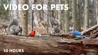 Sunday Morning Brunch for Birds and Squirrels in the Forest - 10 Hour Cat TV for Pets - Apr 28, 2024
