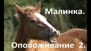 Проверяем, как лошадь Малиновка усвоила первый урок по оповоживанию.