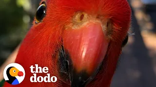 Red Parrot Brings Girlfriend Over To Meet The Woman He Visits Every Day | The Dodo Wild Hearts