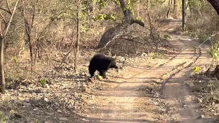 Ranthambore Zone 1 Sloth bear vs Tiger face-off.