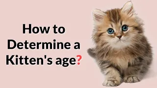 Easiest way to determine a kitten's age!