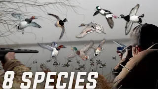 Public Land Duck Hunt (8 species mixed bag)
