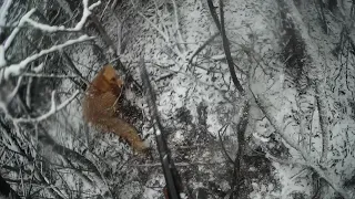 Охота С Гончей!!! Собака И Живая Лиса! Шикарные Выстрелы!