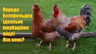 Ідеальне інкубаційне яйце курей білефельдер. Яке воно?