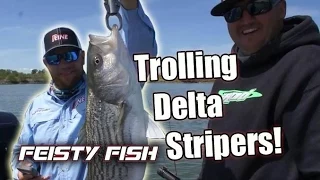 Striper trolling the CA Delta Ft. Scott Feist