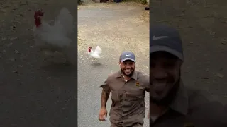 Rooster Doesn't Like Deliveries || ViralHog