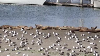 Harbor seal and seagulls - Moss Landing, March 2021