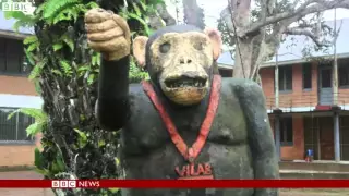 Released medical research chimps at risk in Liberia   BBC News