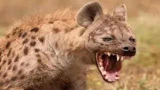 Best Documentary Films National Geographic - Hyena - Bonecrusher Queen HD [Nature Documentary]