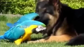 Amazing !!! Unlikely Animal Friendships