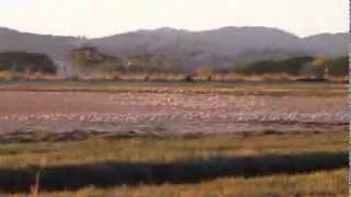 Wrybills in Miranda, New Zealand