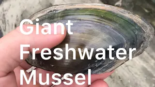 Giant freshwater mussel!