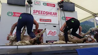 how to shear a sheep(dion vs david)