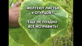 Желтеют листья у огурцов?! Еще не поздно все исправить! Огурцы будут сладки, плотные и красивые.