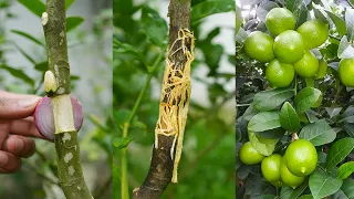 🌿A great method of propagation lemon tree by air layering without using Soil