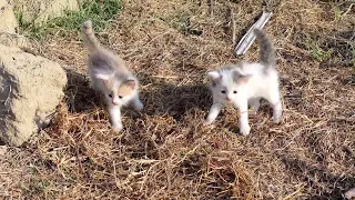 Спасение. Два щенка нашли двух брошенных котенка Возле леса. на мусорке
