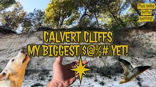 Amazing find at Calvert Cliffs!