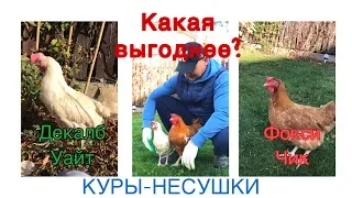 Куры несушки.  Какая выгоднее.