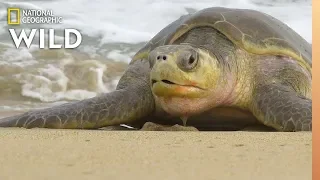 300 Endangered Olive Ridley Sea Turtles Found Dead | Nat Geo Wild