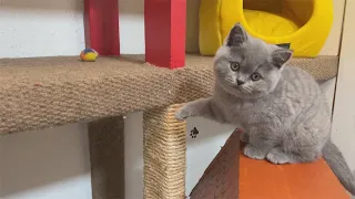 Two Little Kittens Have Some Fun🤗  British Shorthair Kittens Playing Funny