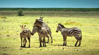 YouTube Kacke – Die Serengeti