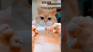 🔝 Top Funny Cure Cats viral Clips 😹| best #funny cats #shorts video😂 #trending #animals #reels #cat