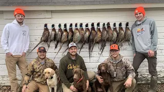 Iowa Pheasant Hunting (5 Man Limit!)
