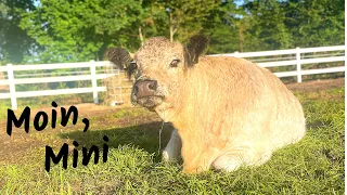 Farmvlog #332 | Nach 40 Jahren wieder eine Kuh auf dem Hof! 🐄